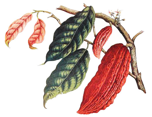 Kakaovník